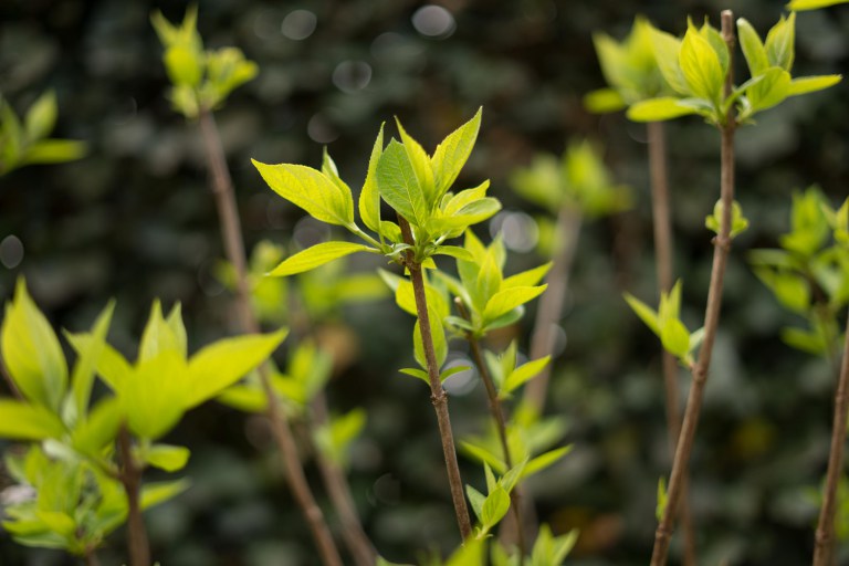Sony FE 50mm F/1.8 cyfrovychok photo